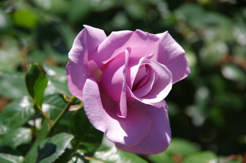 谷津バラ園のバラの花