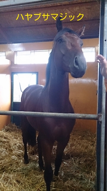 ハヤブサマジック.jpg