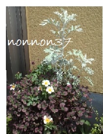 ５月マルバストルム、白妙菊とテントロゼの寄せ植え３.jpg