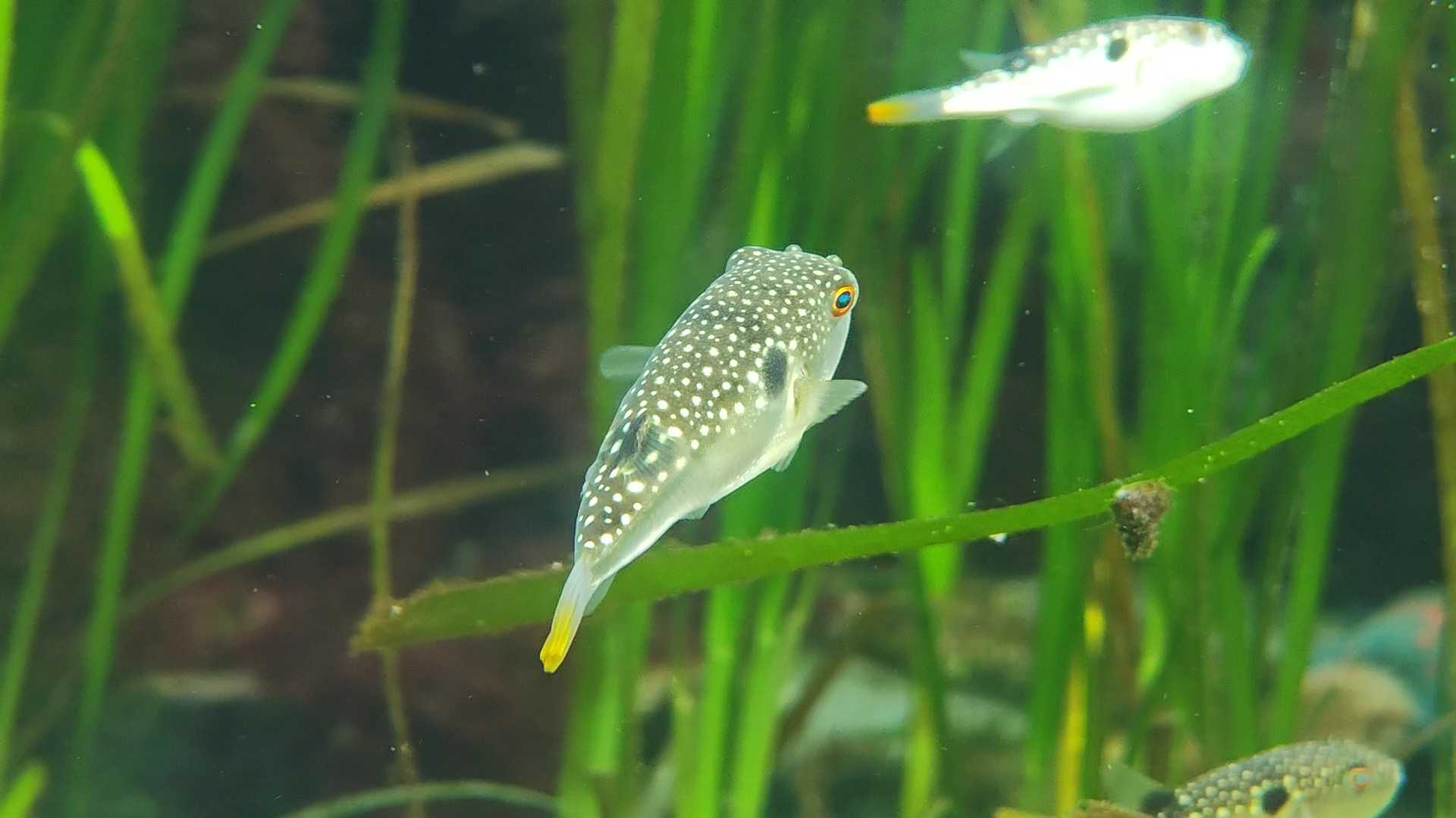 アクアマリンふくしま　クサフグ