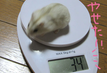 ここちゃん34g.jpg