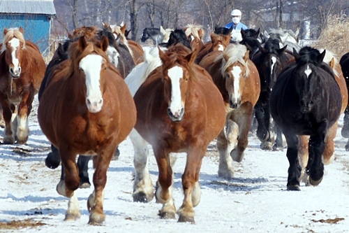 13年01月25日の記事 空と猫と 海と犬と 風と馬と 楽天ブログ