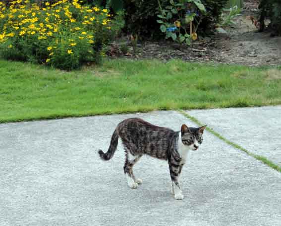 我が家のニャンコ♪2013/7/26-2
