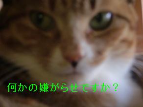 福鼻.JPG