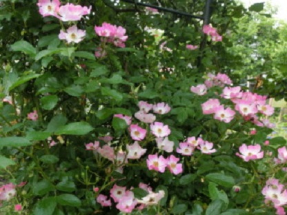 薔薇バレリーナ