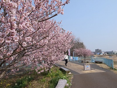 20130310桜2