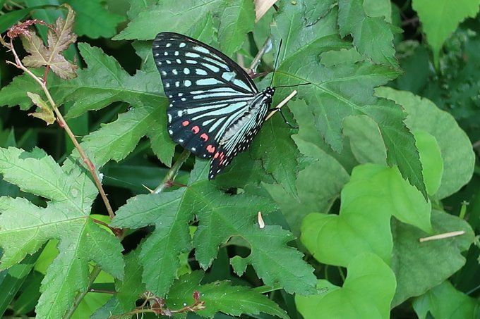 多摩動物公園 アカボシゴマダラ Inkyoのたわごと 楽天ブログ