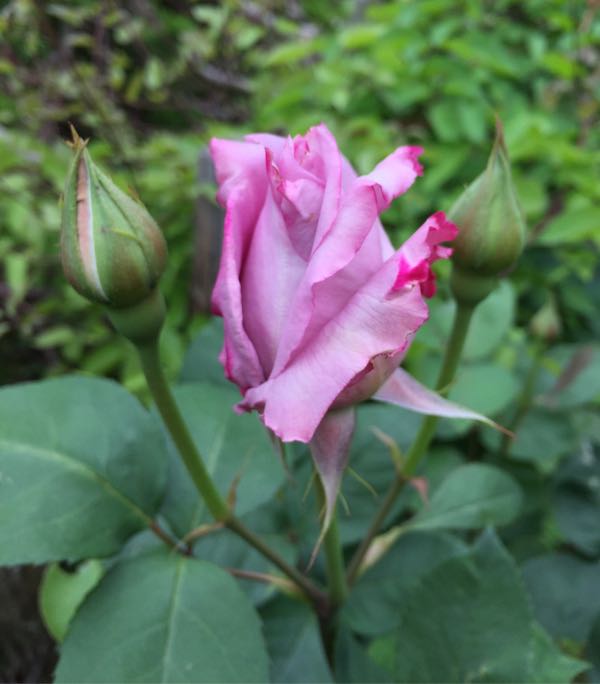 rblog-20180502175649-09.jpg