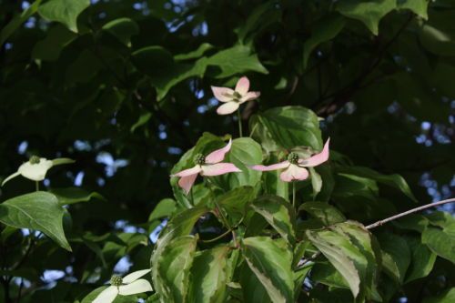 2015051909.JPG