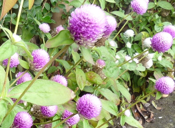 P1070094-001.JPG