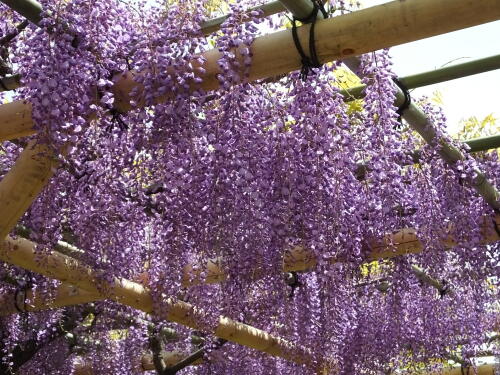 亀戸天神社の藤