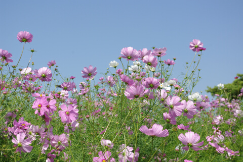 花の丘のコスモス