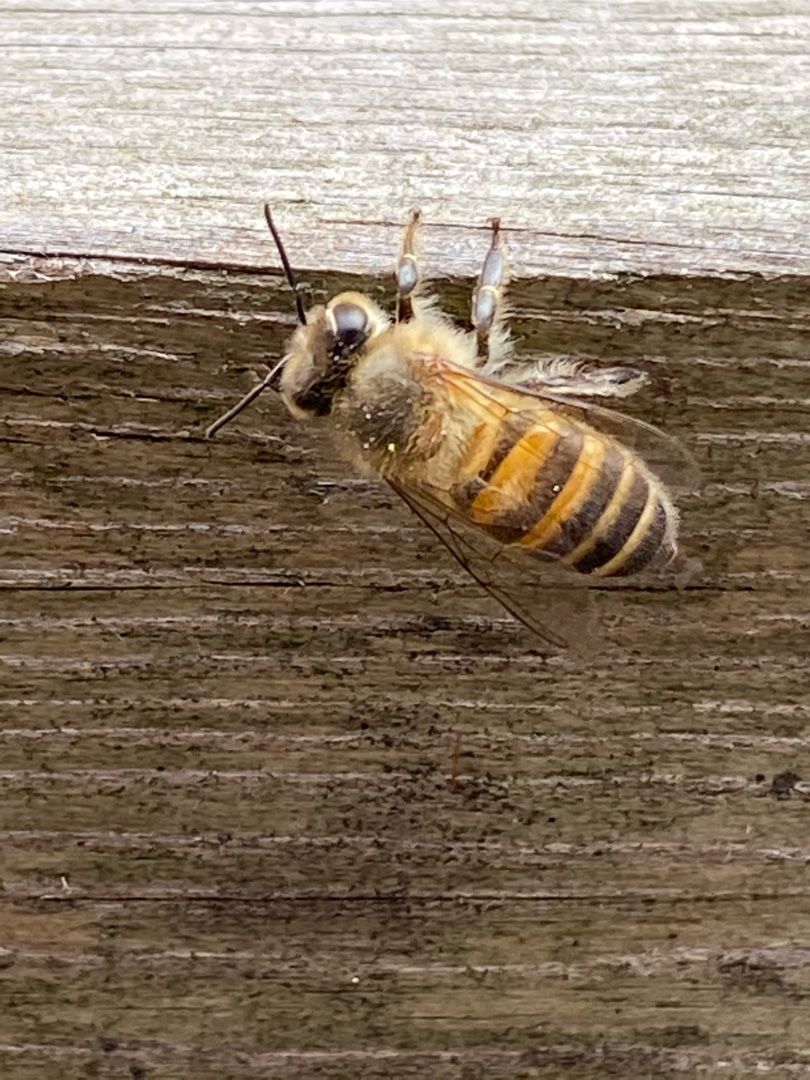 ニホンミツバチ の記事一覧 いくぜ 子育てと不動産投資で心に余裕を 楽天ブログ