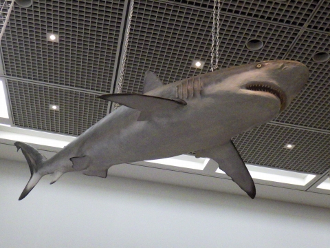 大阪市立自然史博物館2017年7月中旬32　ドタブカ（Carcharhinus obscurus）