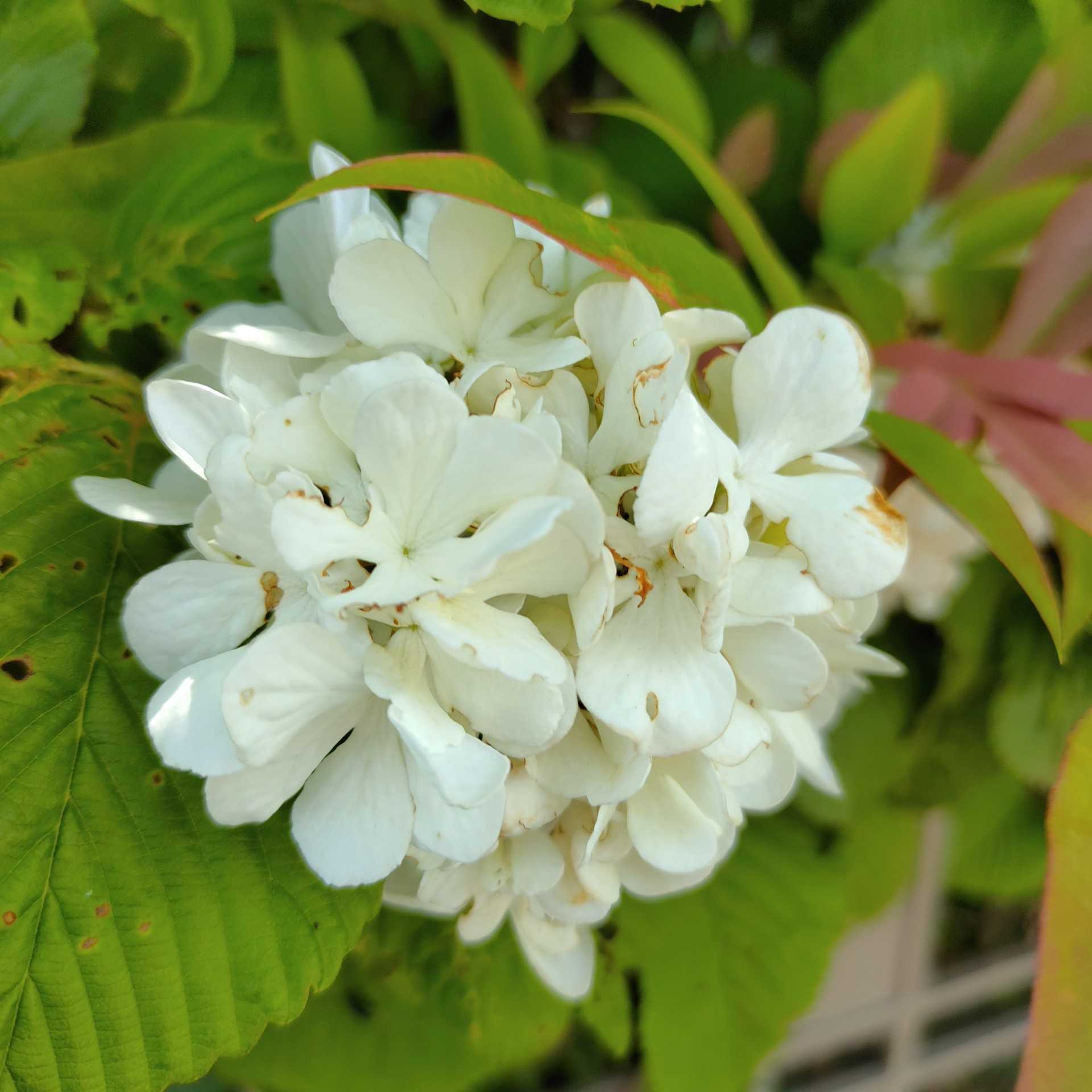 春の花たち 梅は 気ままなオリーブ 楽天市場 かぶせ茶の愛光園茶舗 遊び 料理 旅 楽しんじゃえ 楽天ブログ