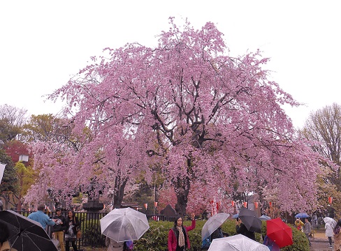 うえの４月７日.jpg