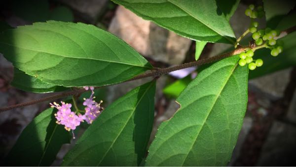 rblog-20160825215809-01.jpg