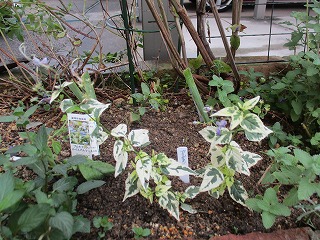 IMG_8877ss.jpg