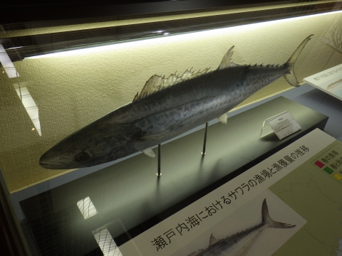 大阪市立自然史博物館2017年7月中旬33　サワラ（Scomberomorus niphonius）