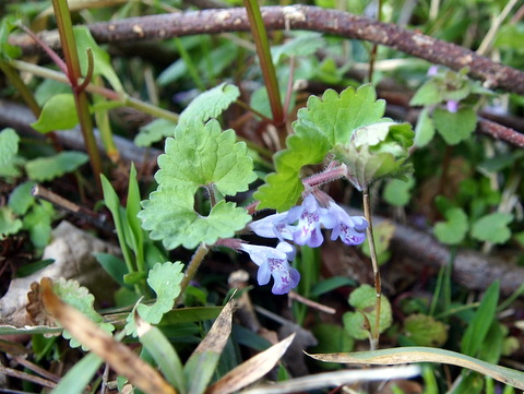 カキトオシの茎