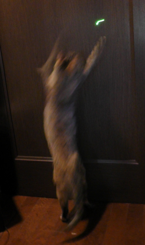 猫じゃらしに緑色レーザーポインター