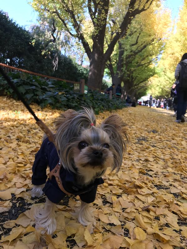 明治神宮外苑のいちょう並木を散策 こまちと悩む日々の生活 楽天ブログ