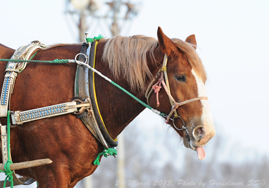 20130324_0616Chestnut_01