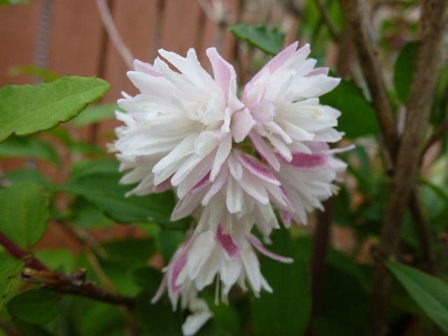 桜ウツギ 更紗空木 白花八重空木 紫陽花 数種類 写真あり 私の好きな花 楽天ブログ