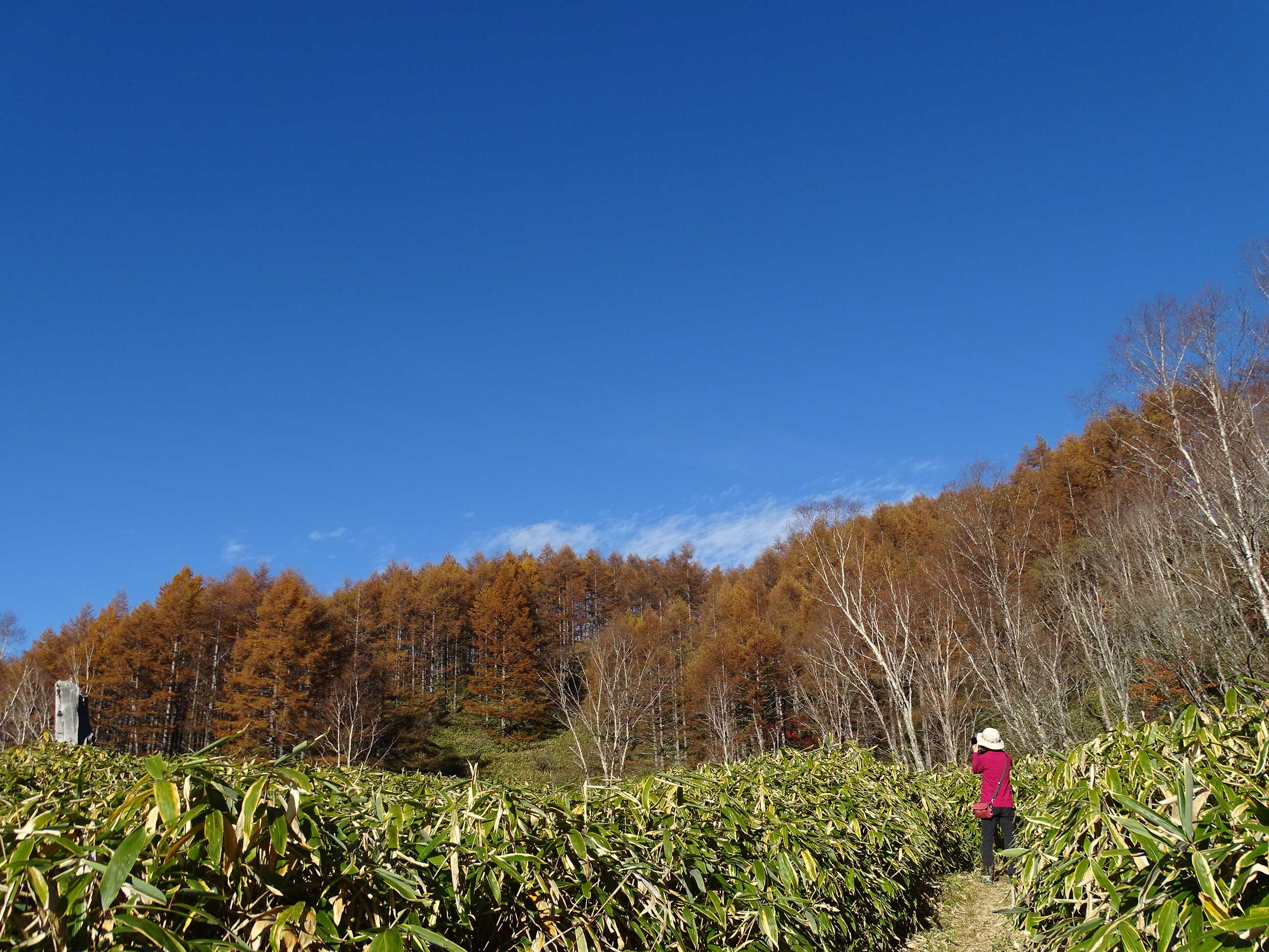 紅葉を求めて南信濃ぶらりドライブ・御池山ハイキング 2022.11.3 | 隊長さんの山ある記 - 楽天ブログ