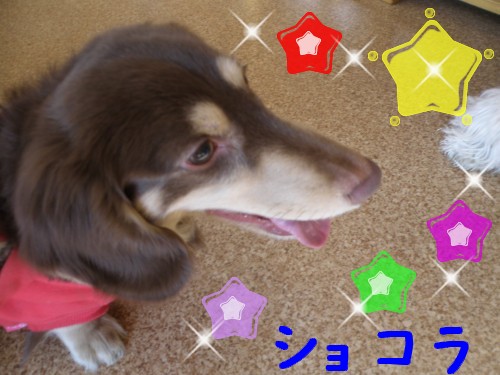 ｼｮｺﾗ.JPG