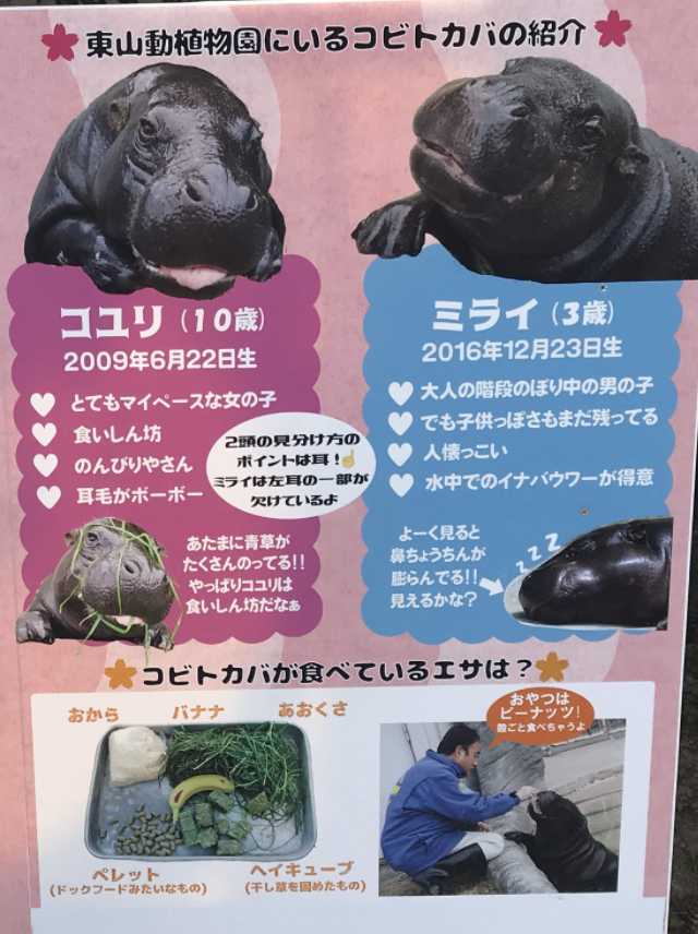 コユリとミライ、ペアリングしてた コビトカバ | 今日は誰と会えるかな だいたい東山動植物園 - 楽天ブログ