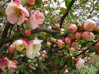 P1270515ss.jpg