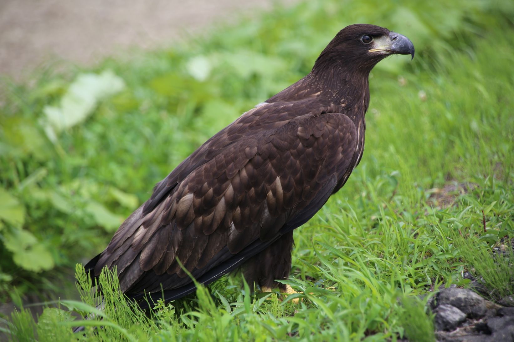 オジロワシの幼鳥 北の狩人いい大砲だい 楽天ブログ