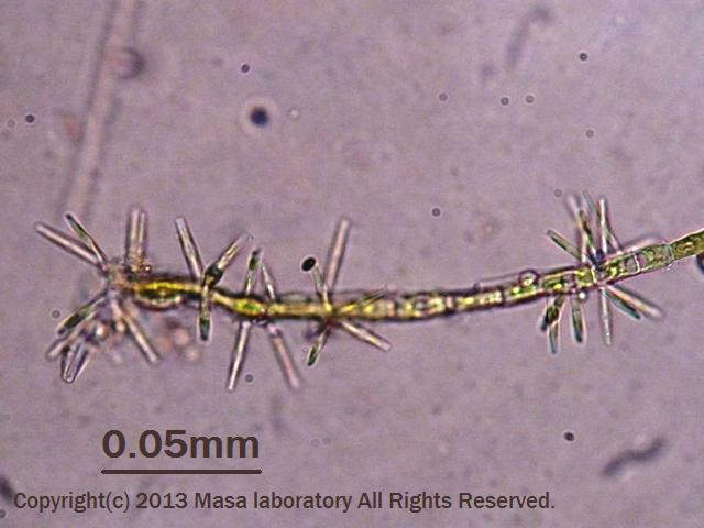 ソデガラミアオミドロ