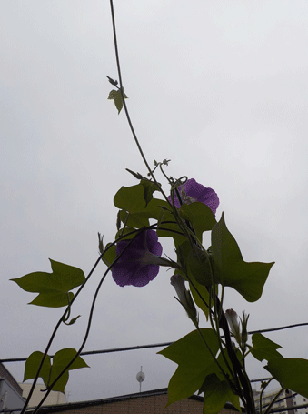 DSCN5810pw95.gif