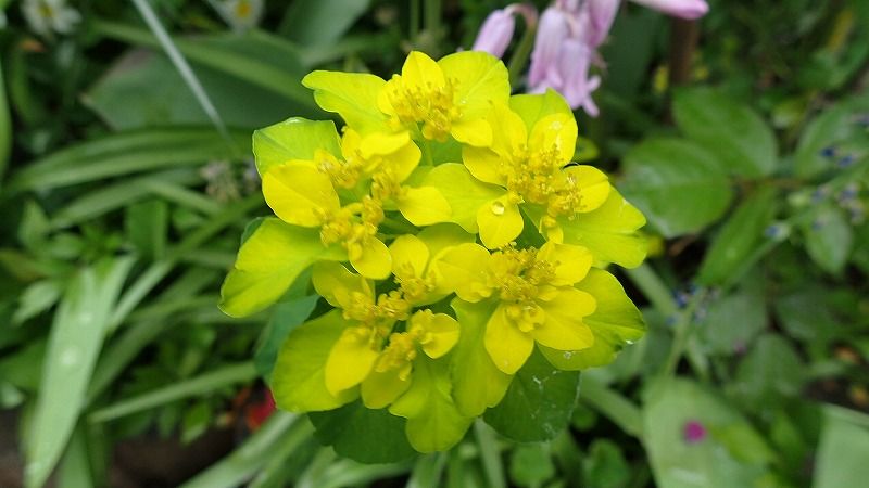 シャクナゲ | 北海道 登山日和 花日和 - 楽天ブログ