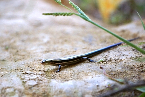 ニホントカゲ　Japanese Lizard