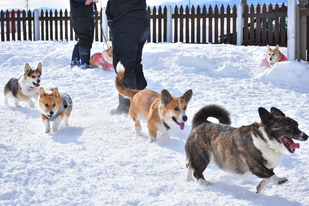 コーギーの集まり | フレンチブル×MダックスのMIX犬オキ＆コーギーの