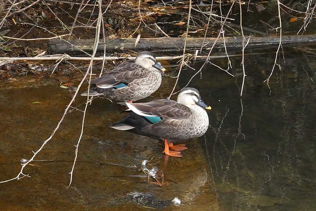 515