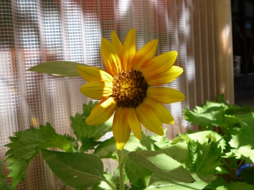 P1150389 (500x375).jpg