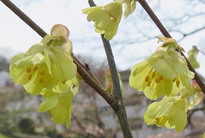 ３月最後の日曜日 花はヒュウガミズキ だい のひとりごと 楽天ブログ