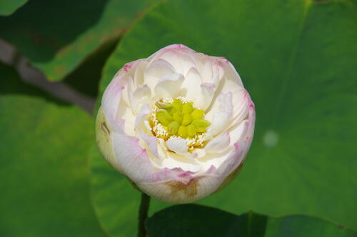 昭和記念公園のハスの花