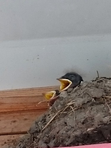 ひな