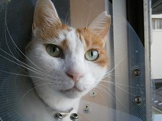 maruko