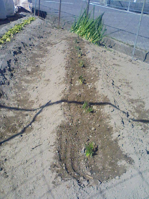 F1000037 - コピー.JPG