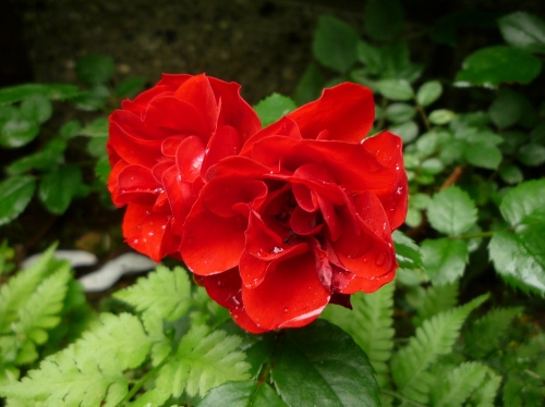 P1150320 (500x374).jpg