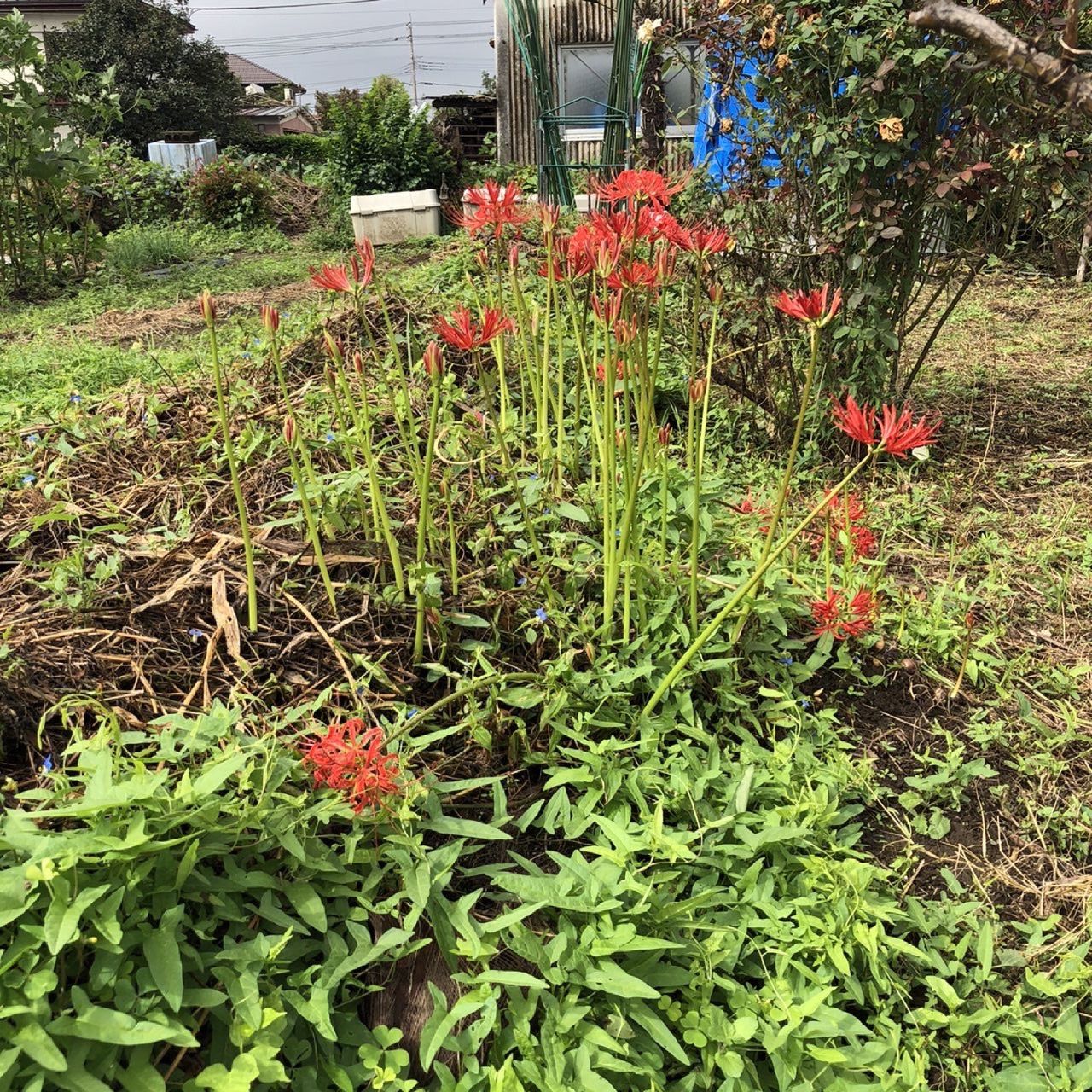晩生タマネギの発芽 いい感じ ちょろ松の家庭菜園奮闘記 楽天ブログ