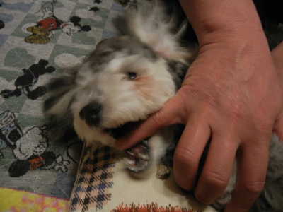 Liz 20120554.jpg