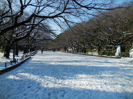 上野公園の雪景色