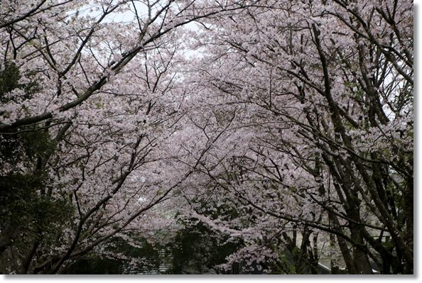 北部公園-14 16.4.10